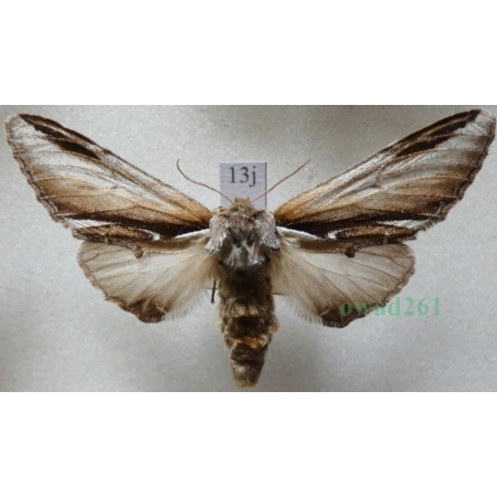 Pheosia gnoma (Fabricius, 1776) Garbatka brzozówka Czech13j